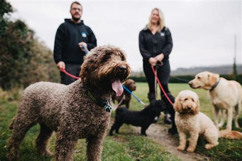 happy hounds winchester|dog walkers in winchester.